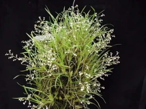 Image de Ornithophora radicans 3